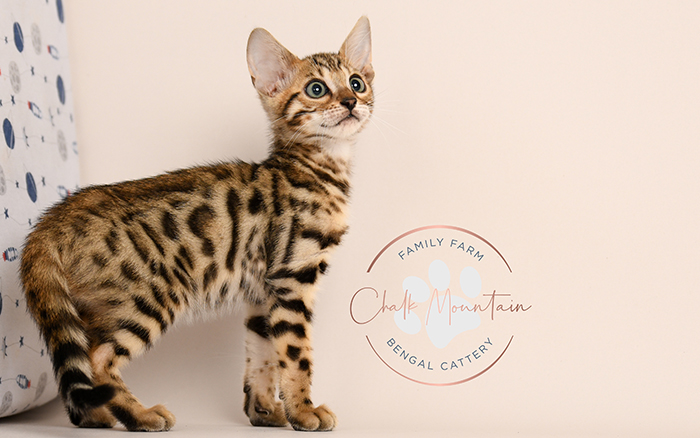 Brown spotted Bengal kitten with green eyes and sleek coat